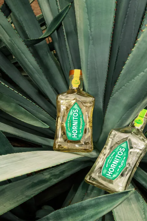 Two tequila bottles placed on a plant, creating a visually appealing arrangement.